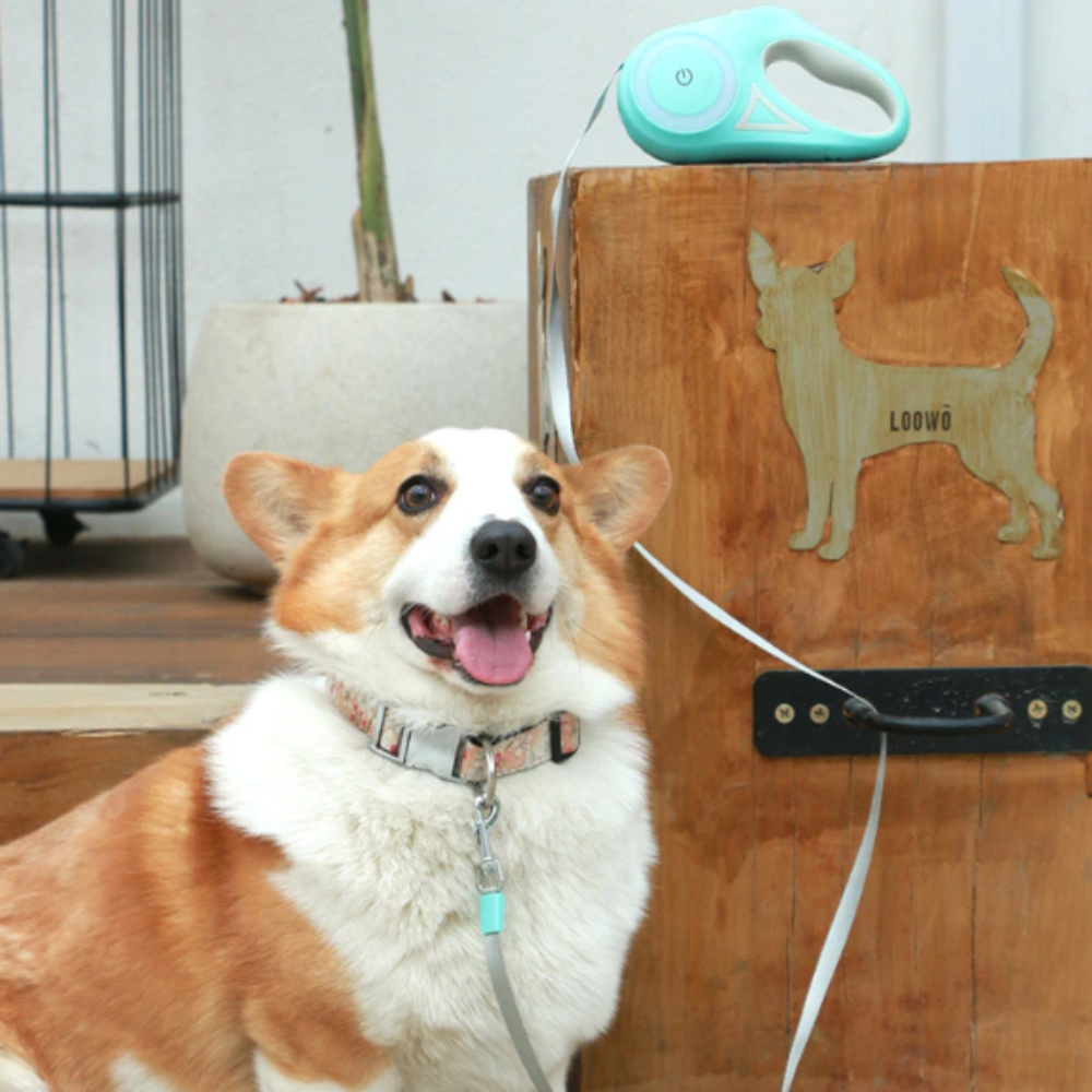 Automatic Retractable  Leash Lighting Dog