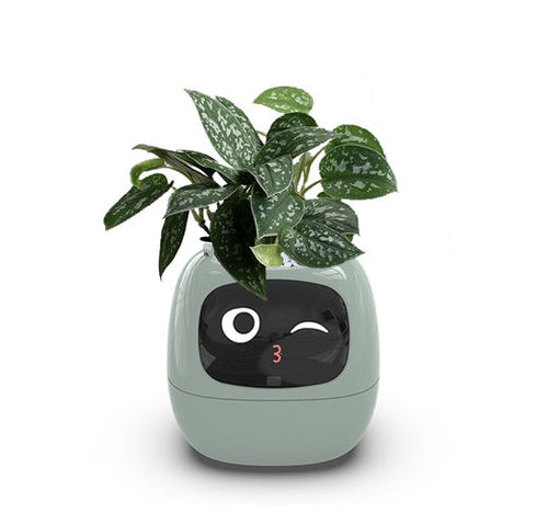 Smart Planter Endless Fun Over 49 Rich Expressions 7 Smart Sensors And -