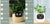 Smart Planter Endless Fun Over 49 Rich Expressions 7 Smart Sensors And - 
