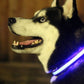 LED Light Up Dog Collar 