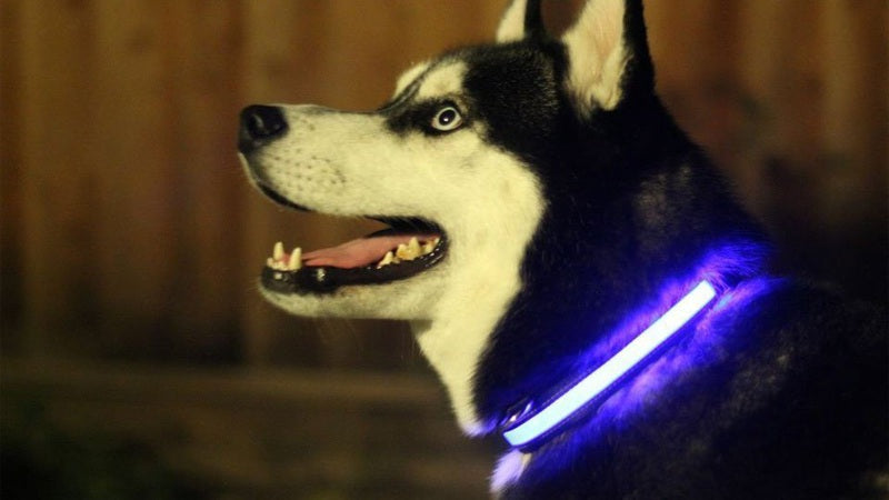LED Light Up Dog Collar 