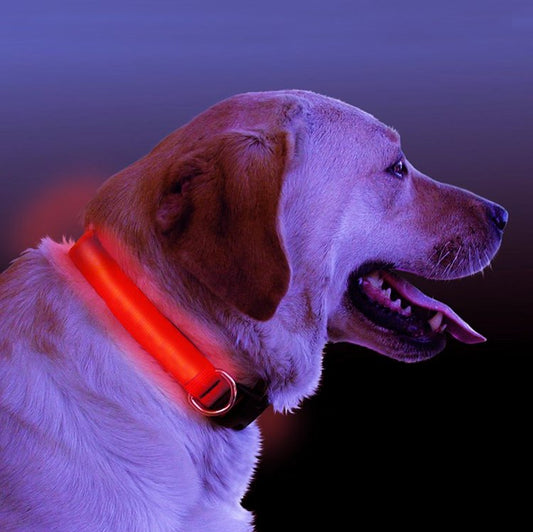 LED Light Up Dog Collar 