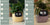 Smart Planter Endless Fun Over 49 Rich Expressions 7 Smart Sensors And - 