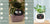 Smart Planter Endless Fun Over 49 Rich Expressions 7 Smart Sensors And - 