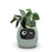 Smart Planter Endless Fun Over 49 Rich Expressions 7 Smart Sensors And - 